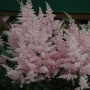 Astilbė (Astilbe) 'Younique Silvery Pink'